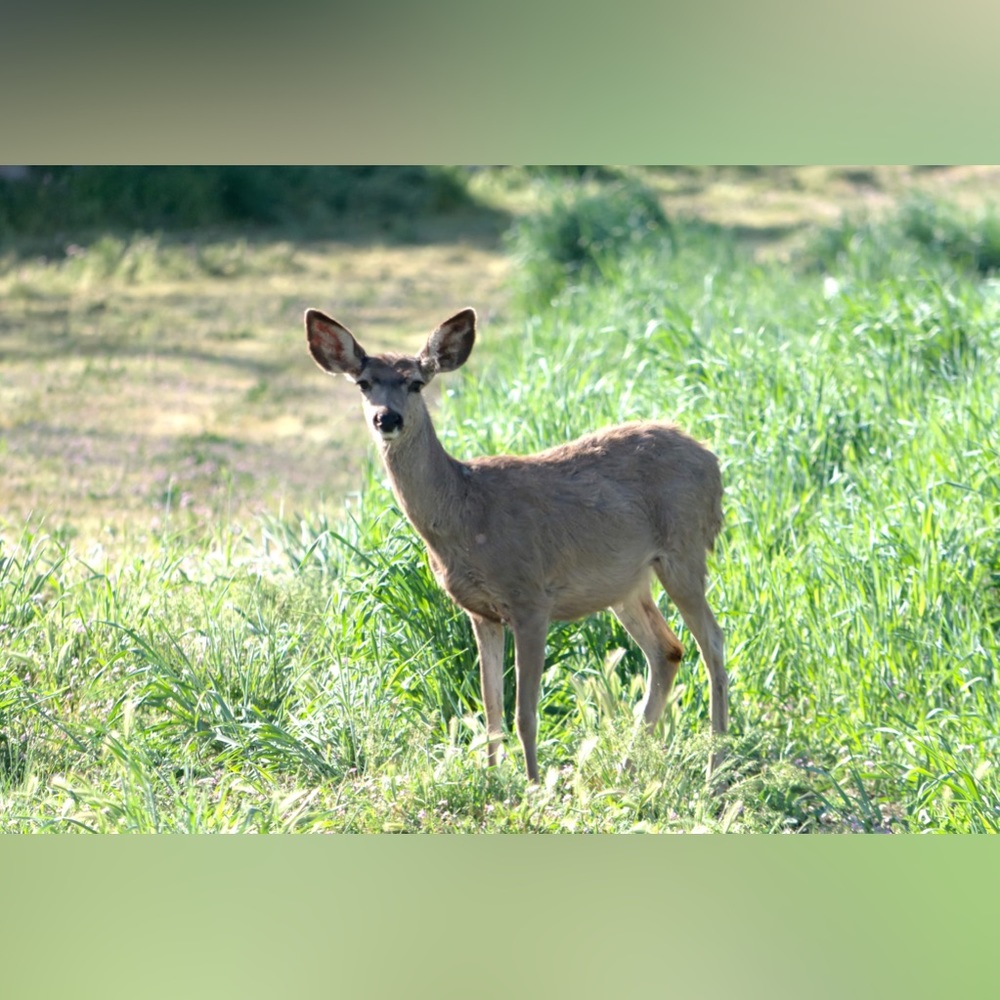 Wild Deer , Canvased Photo